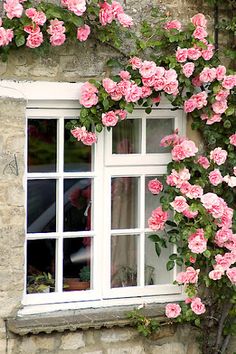 casa-da-cris-rosas-trepadeiras-na-janela