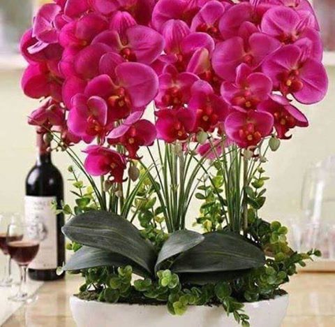 Encantadoras Orquídeas!
